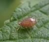Microlophium carnosum